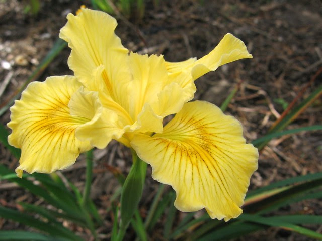yellow_iris