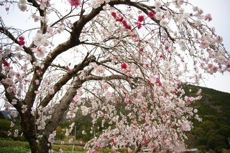 ウメの花が咲かない理由は