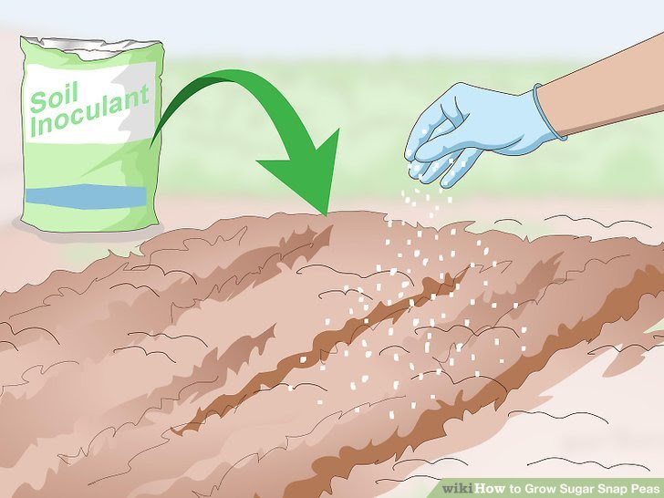 Grow Sugar Snap Peas Step 3.jpg