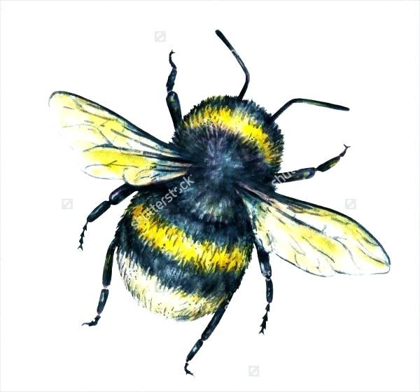 Cute Bee Drawing | Free download on ClipArtMag