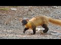 てん 動物 漢字 148939-テン 動物 漢字