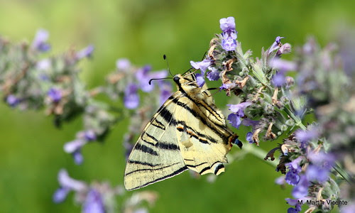 iphiclides feisthamelii