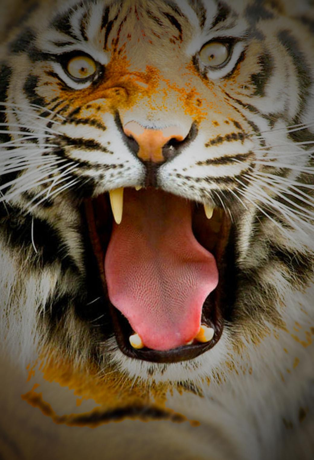 かっこいい虎の高画質画像な壁紙まとめ 強そうな姿にホレボレ 写真まとめサイト Pictas