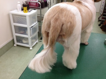 あんなスタイルやこんなスタイルまで シーズーのヘアカット集をご紹介 犬の総合情報サイト ペットスマイルニュースforワンちゃん