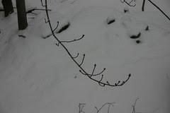 Poconos (3)