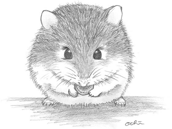 鉛筆画】動物を描く