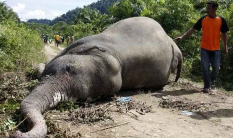 Belasan Gajah Mati Diracun, Tersangkanya Belum Ketemu