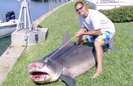 bull shark drawing. This big ull shark caught on