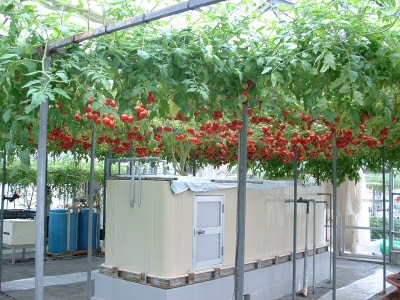 水耕栽培なら脇芽はかかなくていいって本当 水耕栽培q A