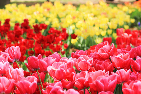 無料素材 チューリップのお花畑を撮影した写真素材 赤 ピンク 黄色の三色が綺麗