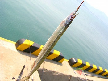 ６月に釣れる魚たち 雨でも釣りに行く価値あり