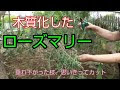 ローズマリー 木質化して��まったら 306288-ローズマリー 木質化してしまったら