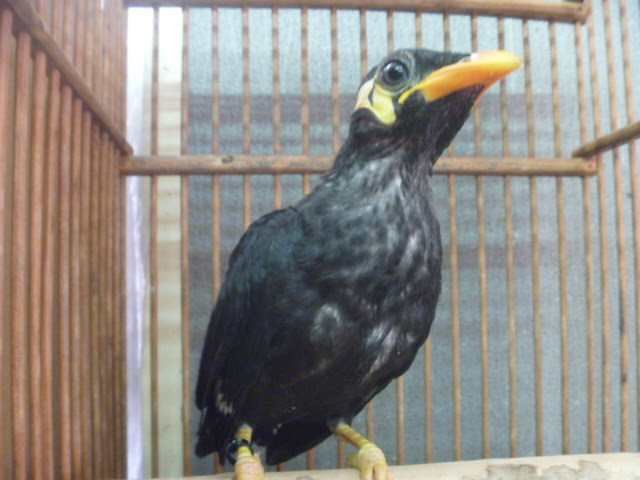 九官鳥 Lovebirdfukuoka ラブバードフクオカ インコや小動物の販売専門店