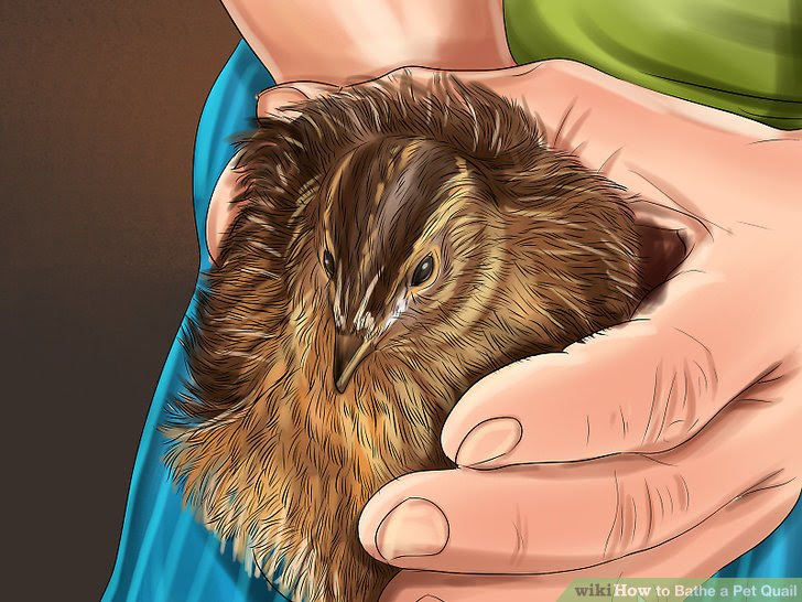 Bathe a Pet Quail Step 1.jpg