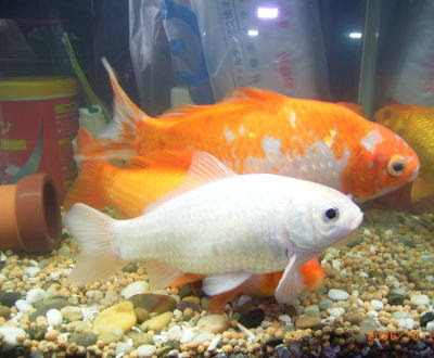 金魚の魚拓 １０年以上生きた可愛い金魚でした 愛コムネットのお手伝い 介護支援 人と地球と未来のために 楽天ブログ