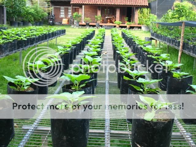 gambar tanaman cabe dalam polybag ukuran besar