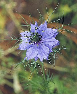 クロタネソウ くろたねそう ニゲラ 黒種草 ニゲラ の花言葉 花言葉事典