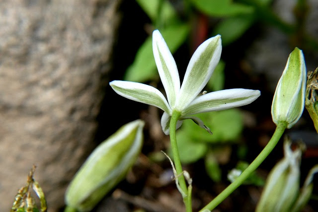 山と花の写真館１０