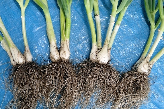 九条太ネギの植え替え ぁぃの飼育ブログ