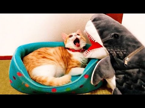 Funniest Animals 2024🤣🐶 Best Viral Videos Of Animals🐱🐶