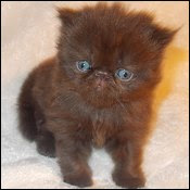 Chocolate Persians Kittens L Lilac Chocolate Persian Cats L Chocolate And Lilac Kittens