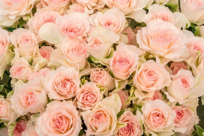 薔薇 バラ の花言葉 色別 ピンク 赤 白 黄 緑 紫 一覧 金魚のおもちゃ箱