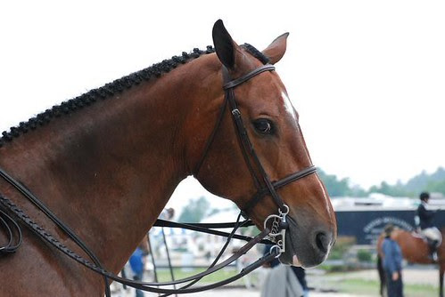 horse head profile. Noble horse head with a witty