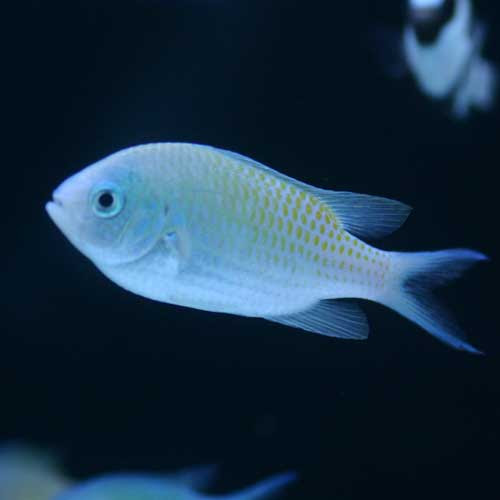 パウパウにいる海水魚の一部ご紹介 熱帯魚ショップパウパウアクアガーデン