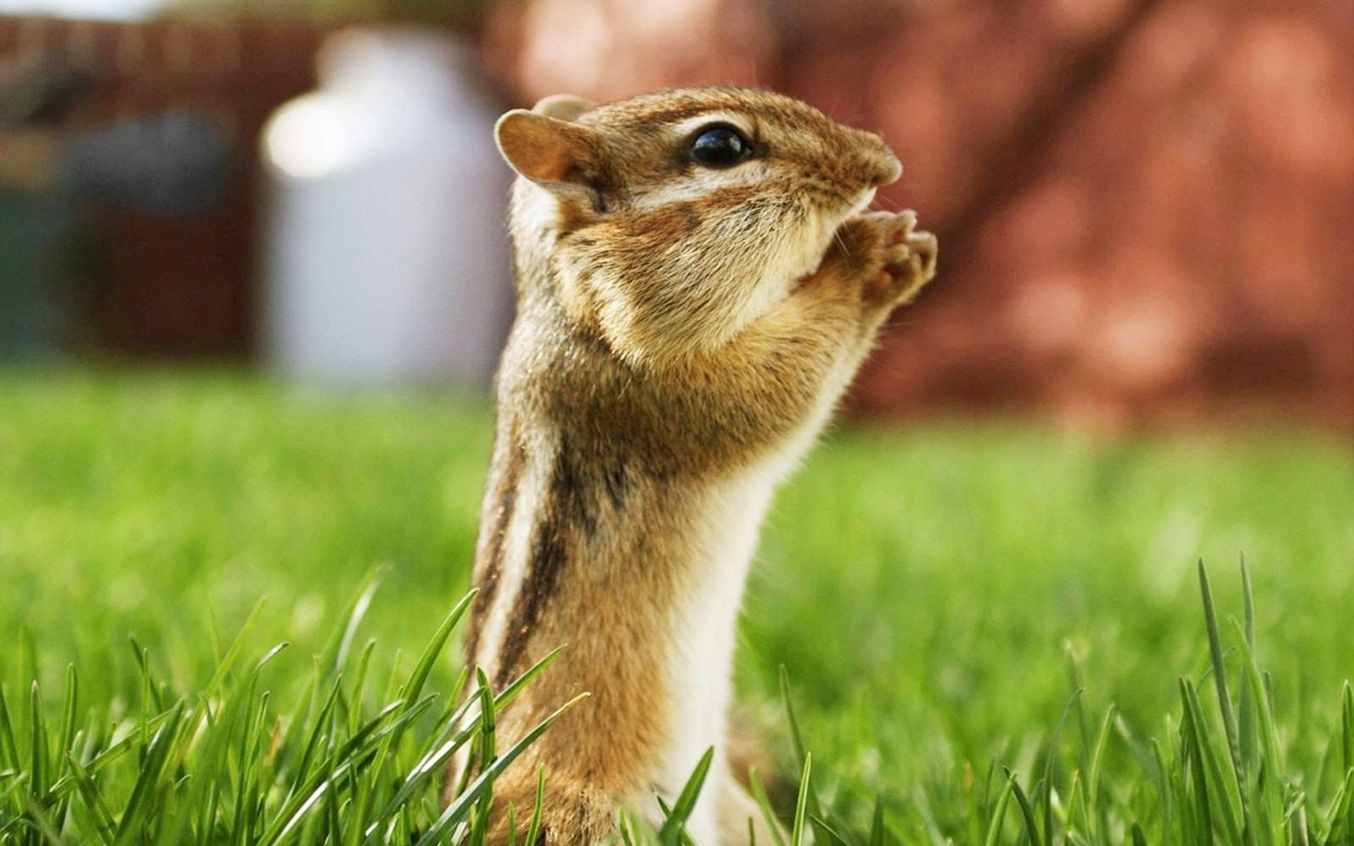  Cute  Animal  Wallpaper  for Computer  59 images 