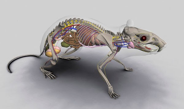 E-SQUELETO: Modelos virtuais permitem ver em detalhes músculos e ossos animais  ao alcance do mouse (Foto: reprodução)