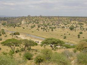 Tarangire-Natpark800600.jpg
