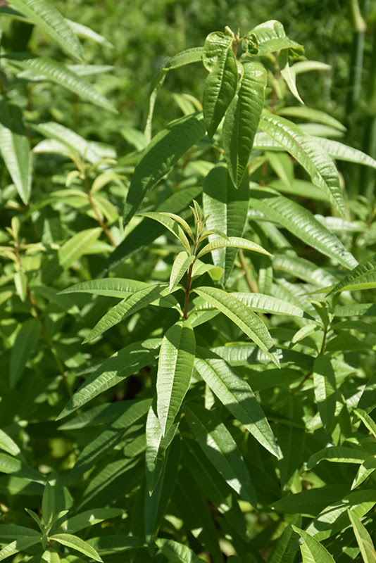 Lemon Verbena (Aloysia citrodora) in Blue Springs ...