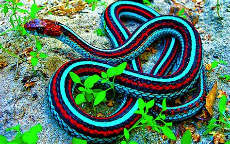 super snakes   truth   blog ebe