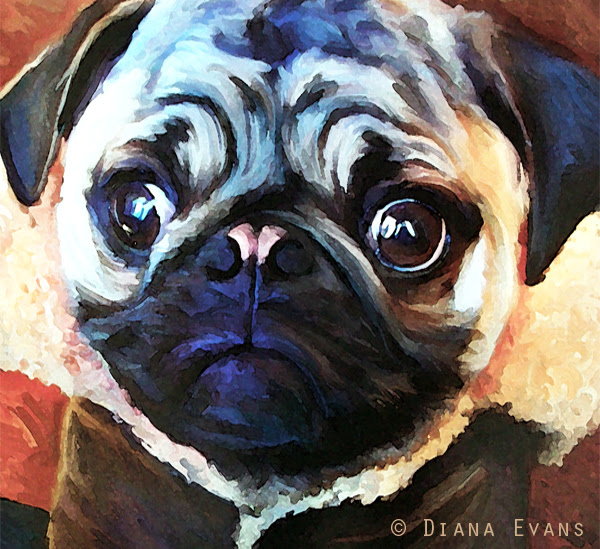 sweet pug