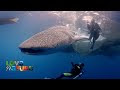 Meet Some of the Ocean's Most Endangered Creatures | Love Nature