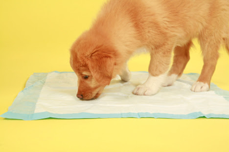 Choosing Puppy Training Pads over Newspapers | Pet Dog Store