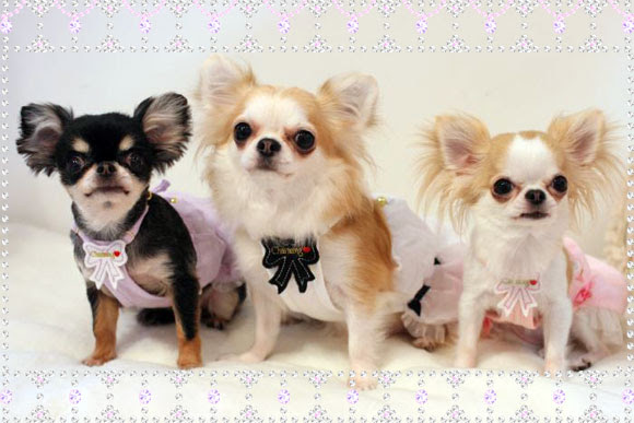 チワワ子犬販売 チワワブリーダー ドッググッズ 犬のトリミングサロン 大阪市西区南堀江 Caramel Box キャラメルボックス ペットショップ