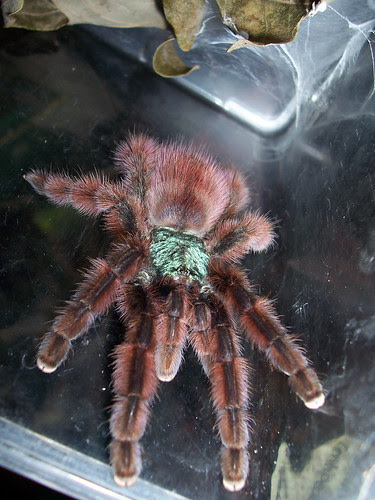 pink toe tarantula