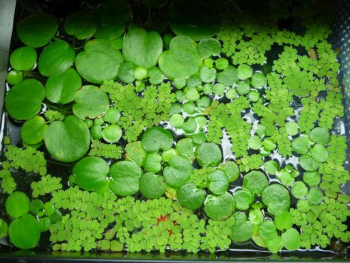 水槽で浮き草を育てましょ２ 金魚飼育のブログ 楽天ブログ