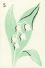 minfleur5