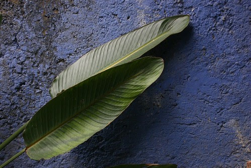 Leaves