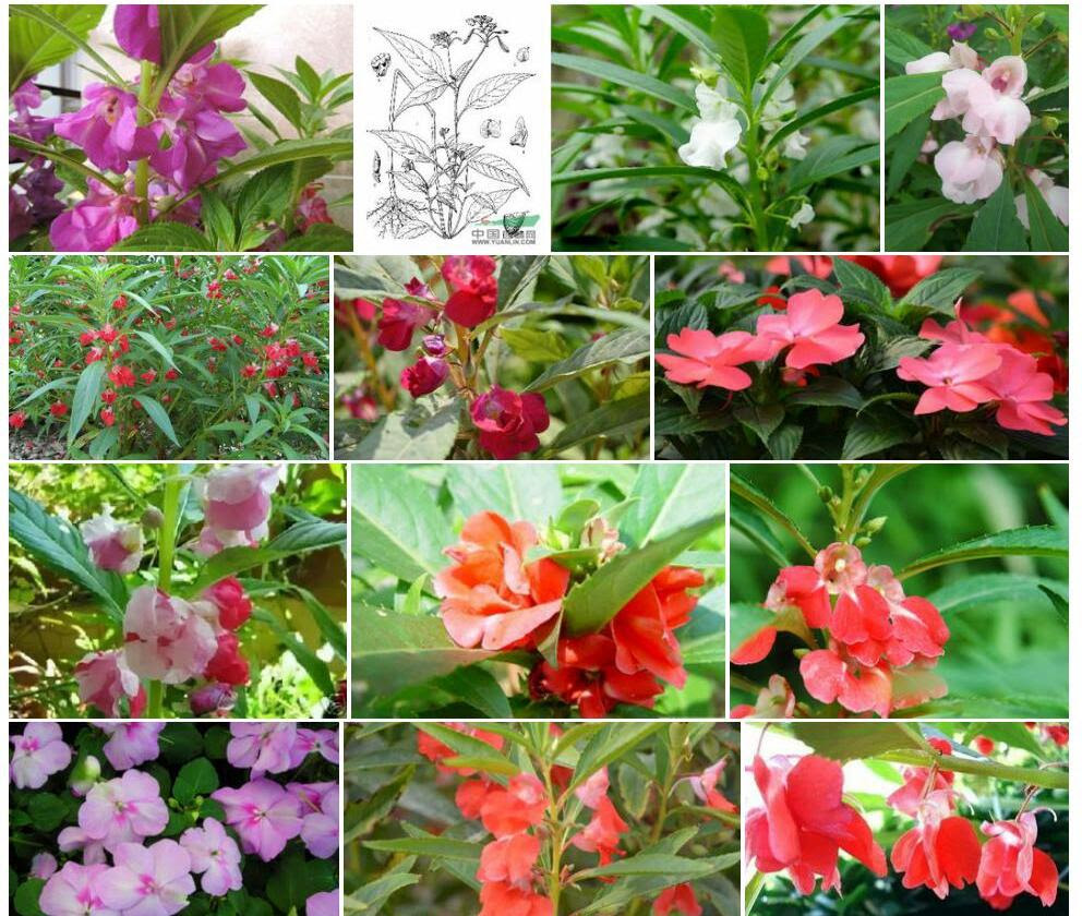 紫花凤仙花 Impatiens Purpurea 拉丁名学名属名科名植物生活型图片 资环数据网