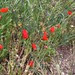 Poppies near house