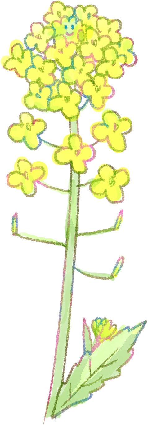 菜の花イラスト 早春の挿絵に 1輪 3輪 ライン 可愛い無料イラスト素材集