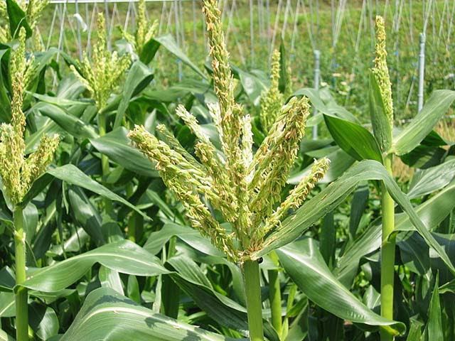 趣味の花紀行 四季の花 トウモロコシ 玉蜀黍