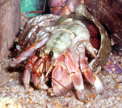 オカヤドカリの繁殖