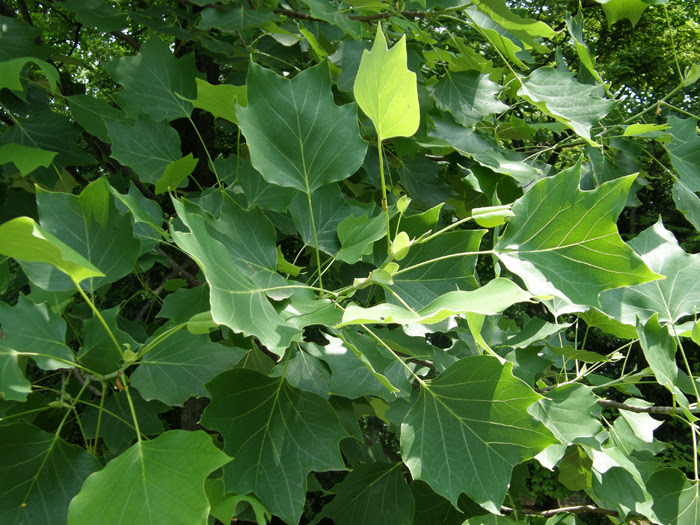 ユリノキ 植物写真鑑