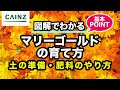 マリーゴールド 花言葉 怖い 318492