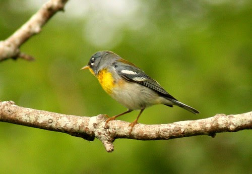 Northern Parula - 4/30/2010