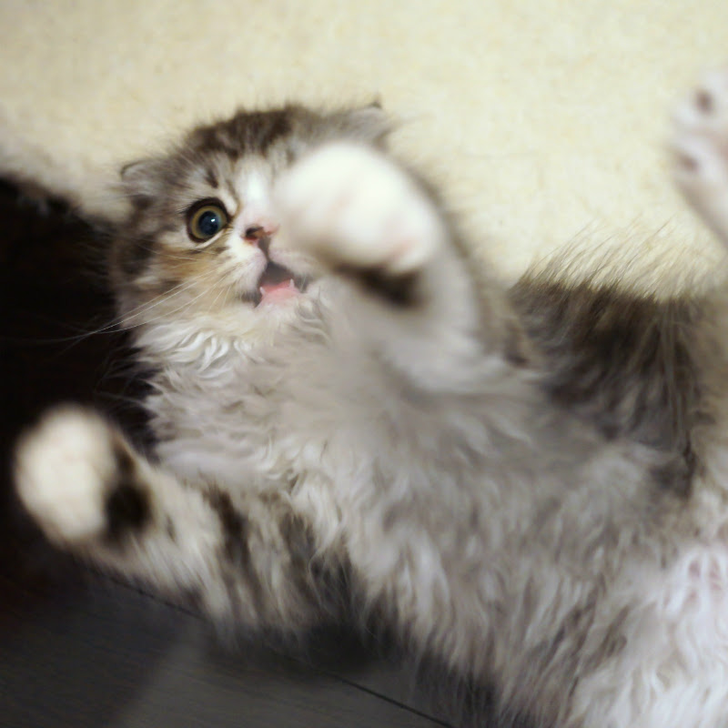 愛するにゃんこから猫パンチ 実はたくさんの意味が込められていた 猫の総合情報サイト ペットスマイルニュースforネコちゃん